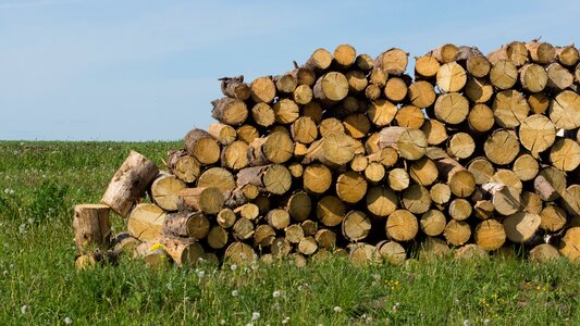 Billet the sawed down wood