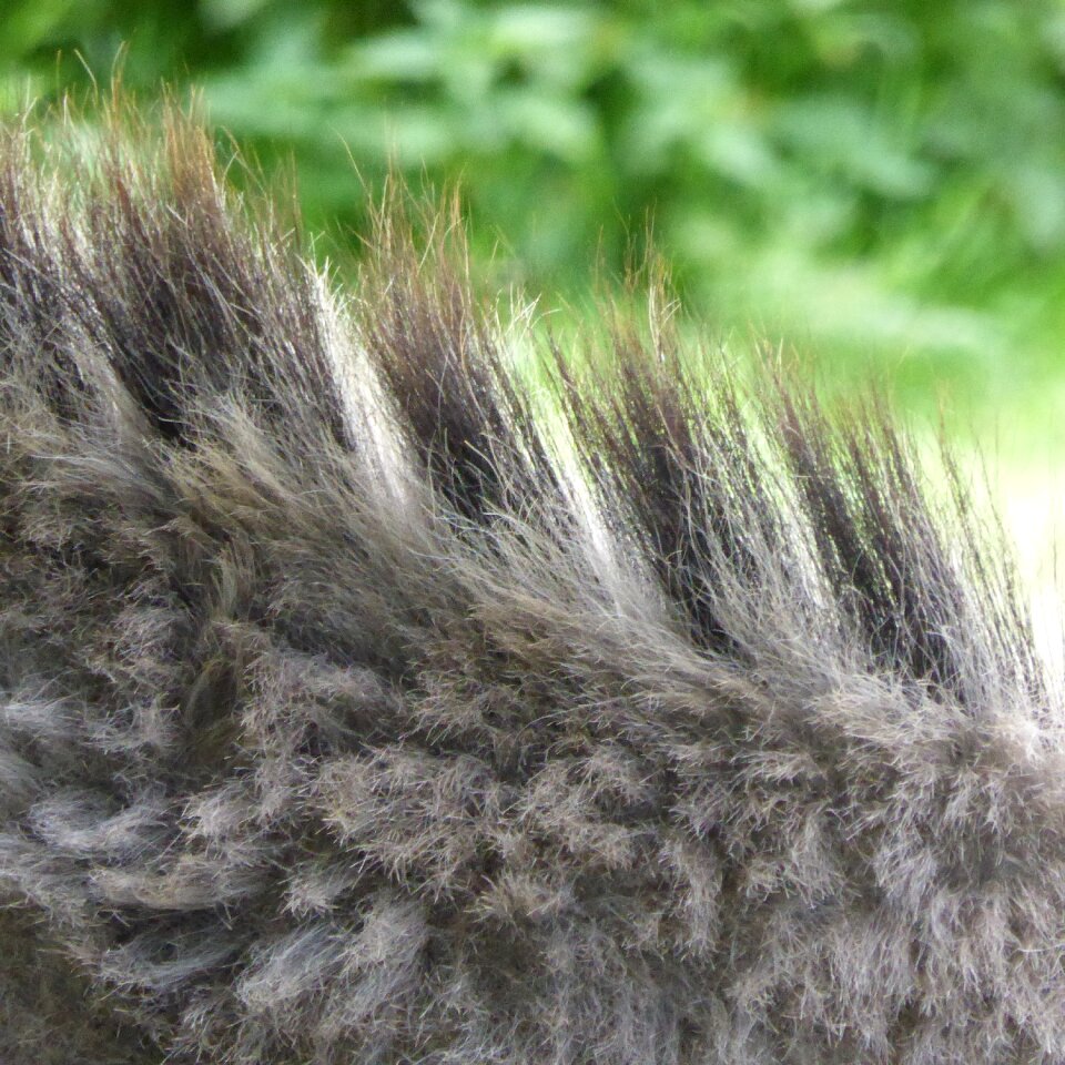 Mane fur grey