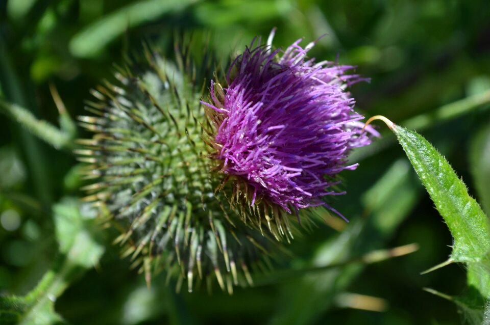 Nature flower purple flower