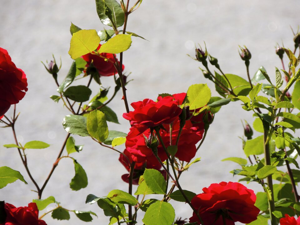 Flower red close up
