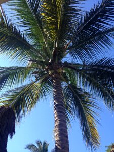 Sky tropical