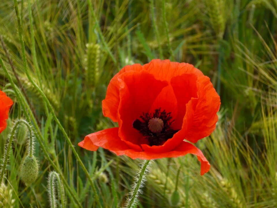 Klatschmohn red flower