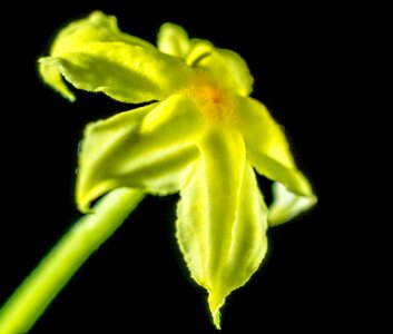 Bloom yellow close up photo