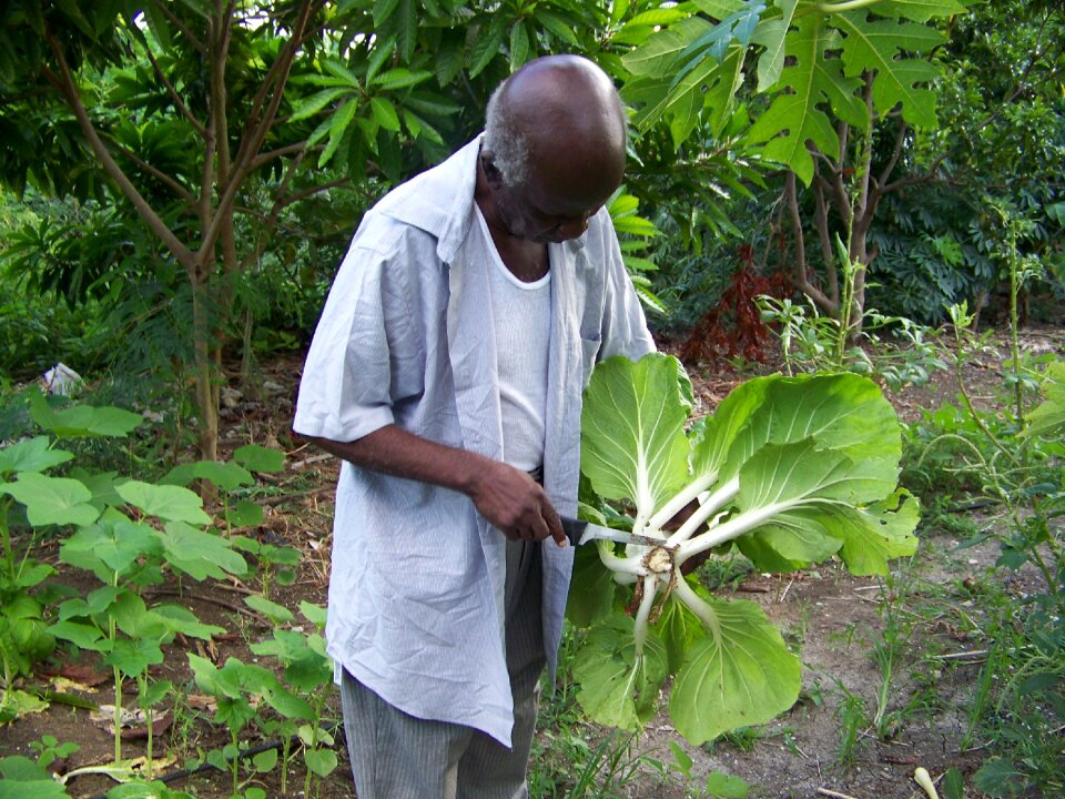 Plants bok choy elderly man gardening