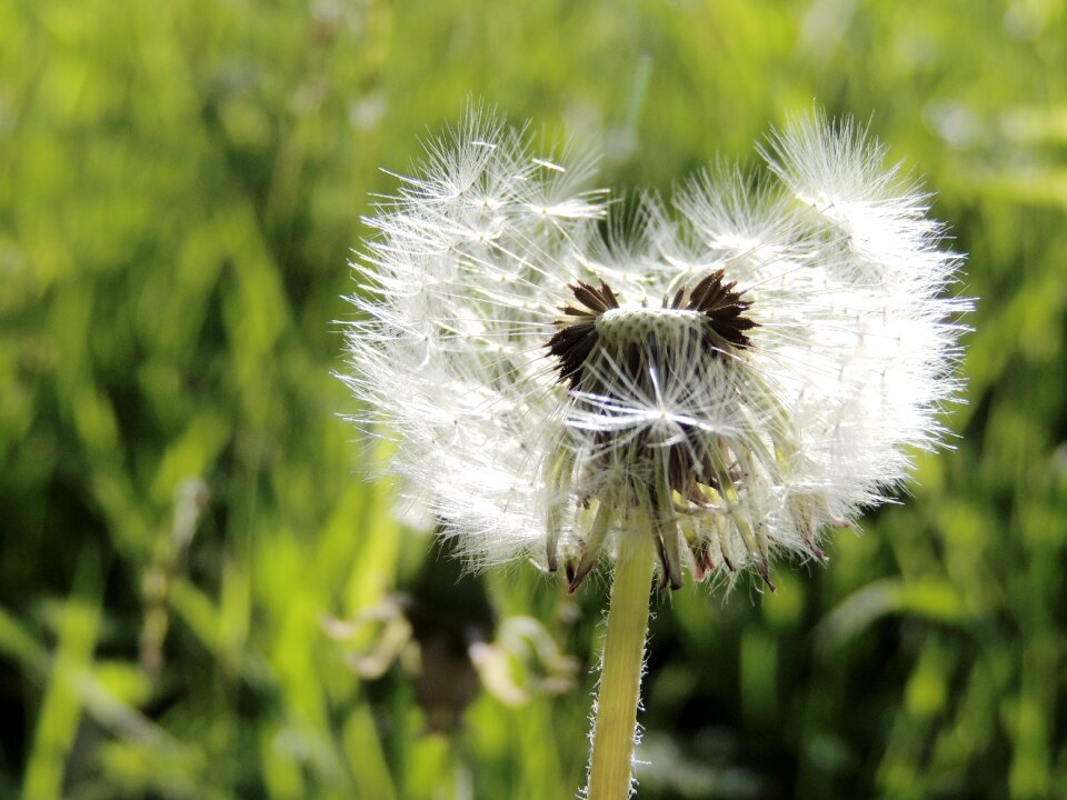 Spring meadow plant