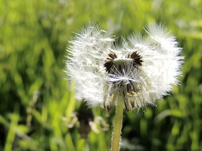 Spring meadow plant photo