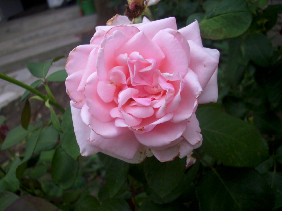 Bloom flower garden rose