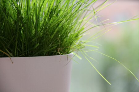 Lush nature lawn