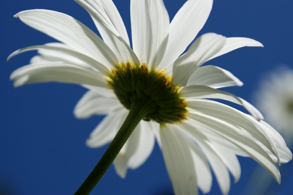 Sky nature floral