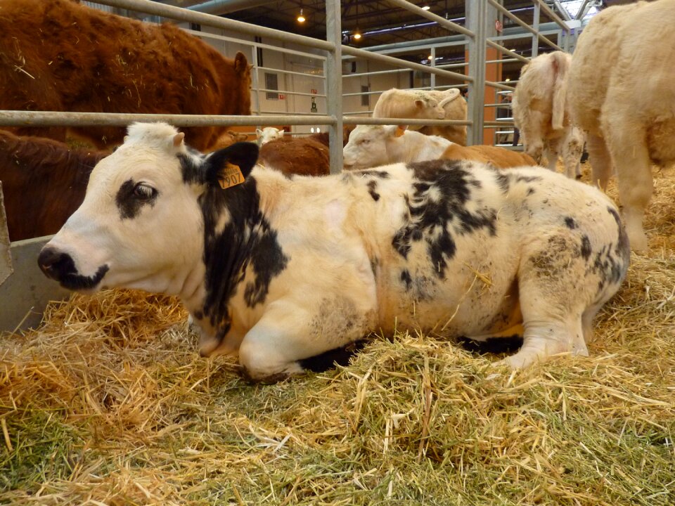 Animals calf livestock
