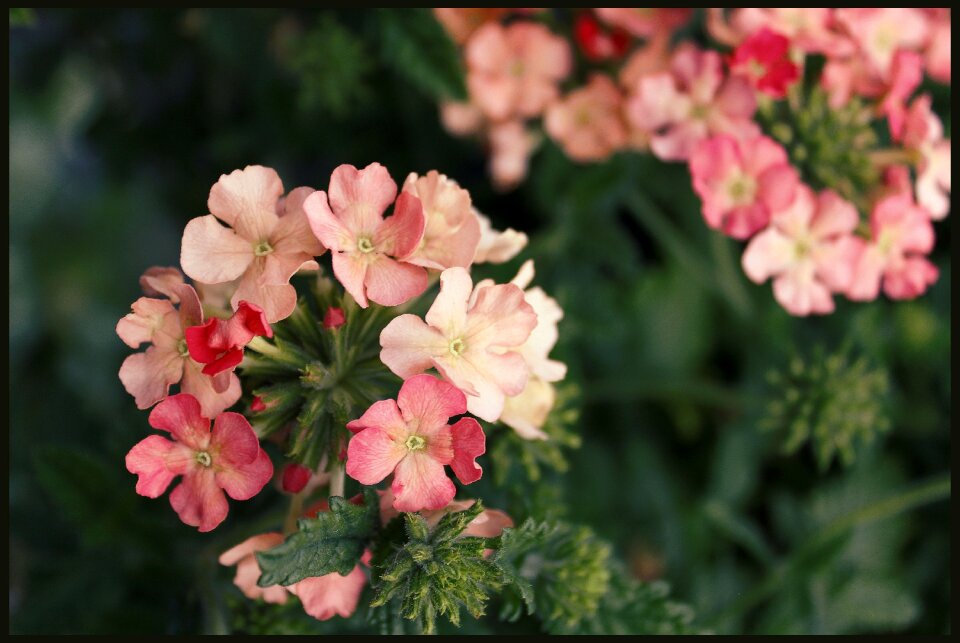 Garden blooming red