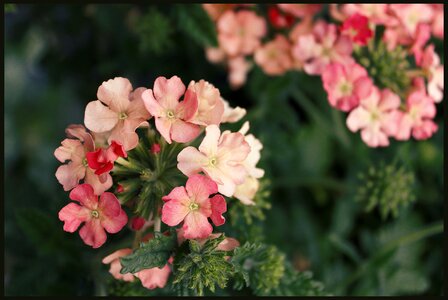 Garden blooming red