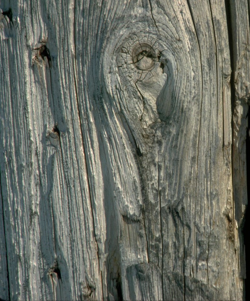 Bark timber texture