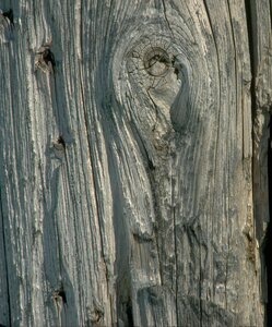 Bark timber texture photo