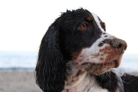 Dog beach sand