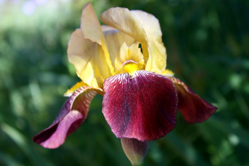 Floral flower