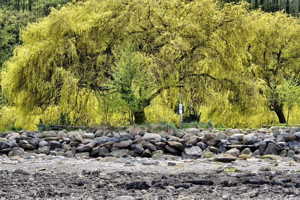 Willow tree vancouver