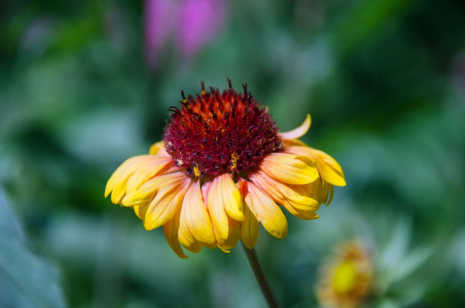Beautiful garden flower summer flowers