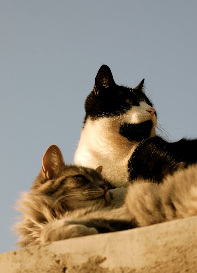 Pet close-up