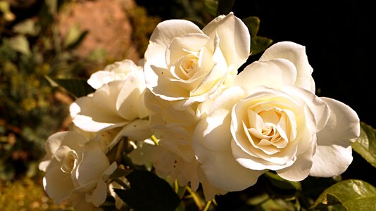 Flower pink white roses