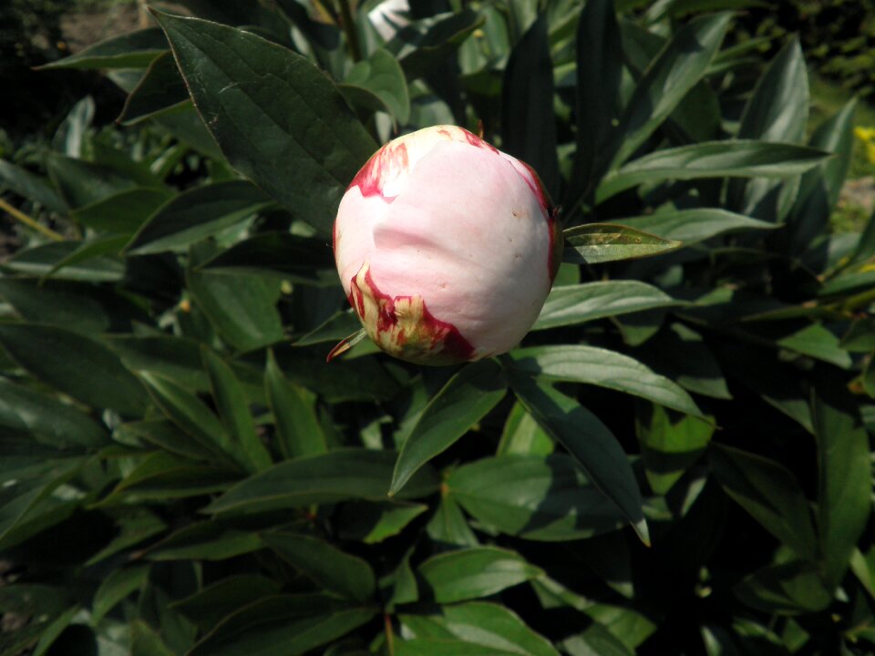 Blossom bloom flower