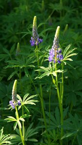 Lilac flower ornamental plants feral
