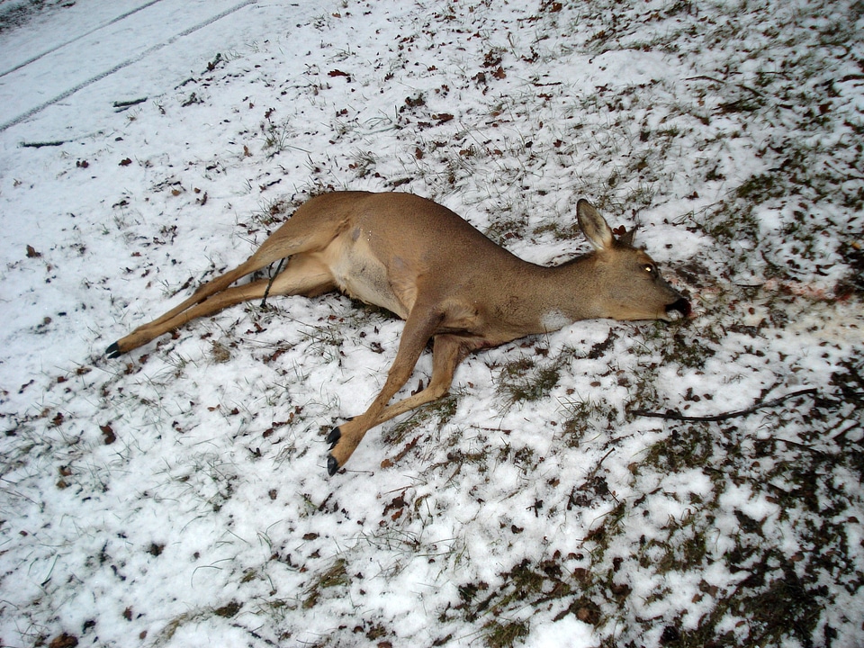 Roe deer run over wildwechsel