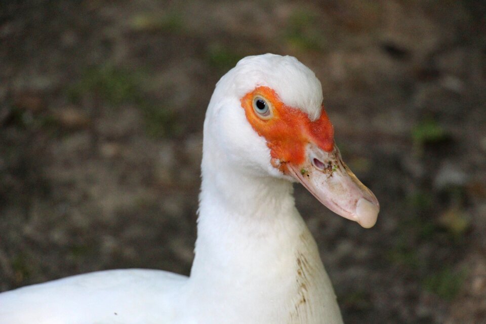 Poultry duck bird animal