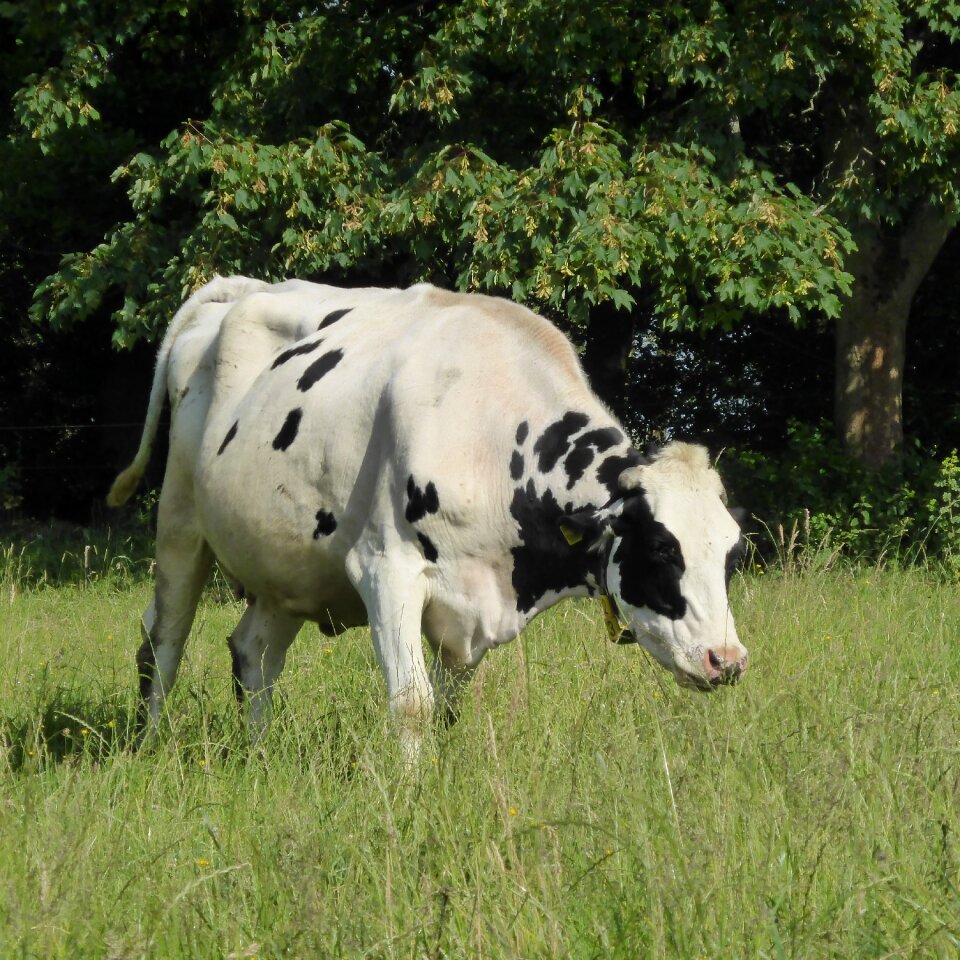 Black white animal