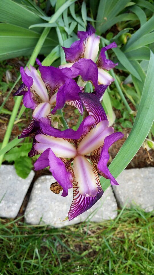 Color beauty purple purple flower