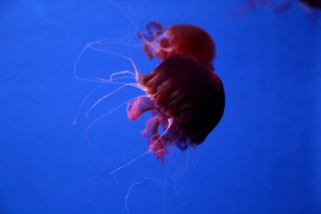 Aquarium jellyfish sea