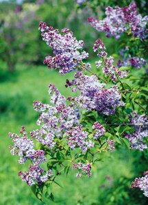 Flowering shrub purple mauve