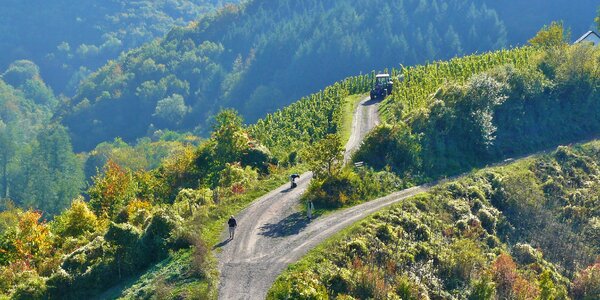 Wine harvest mosel mountainous