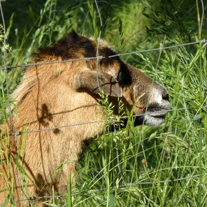 Head fence rest