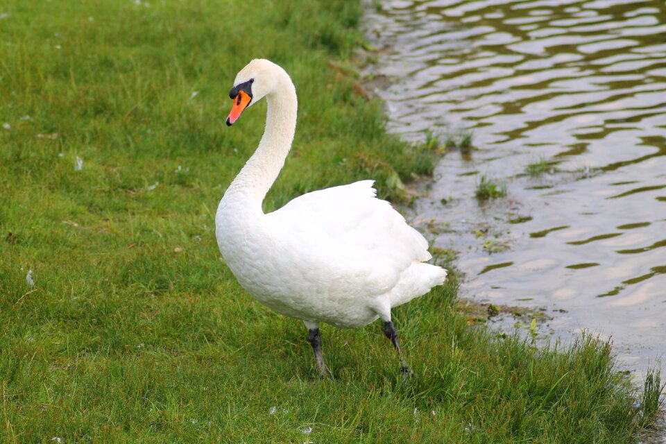 Animal water bird elegant