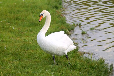 Animal water bird elegant photo