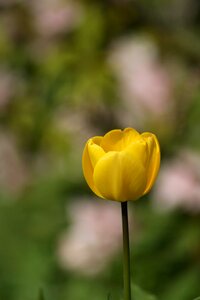 Yellow flower flowers colorful