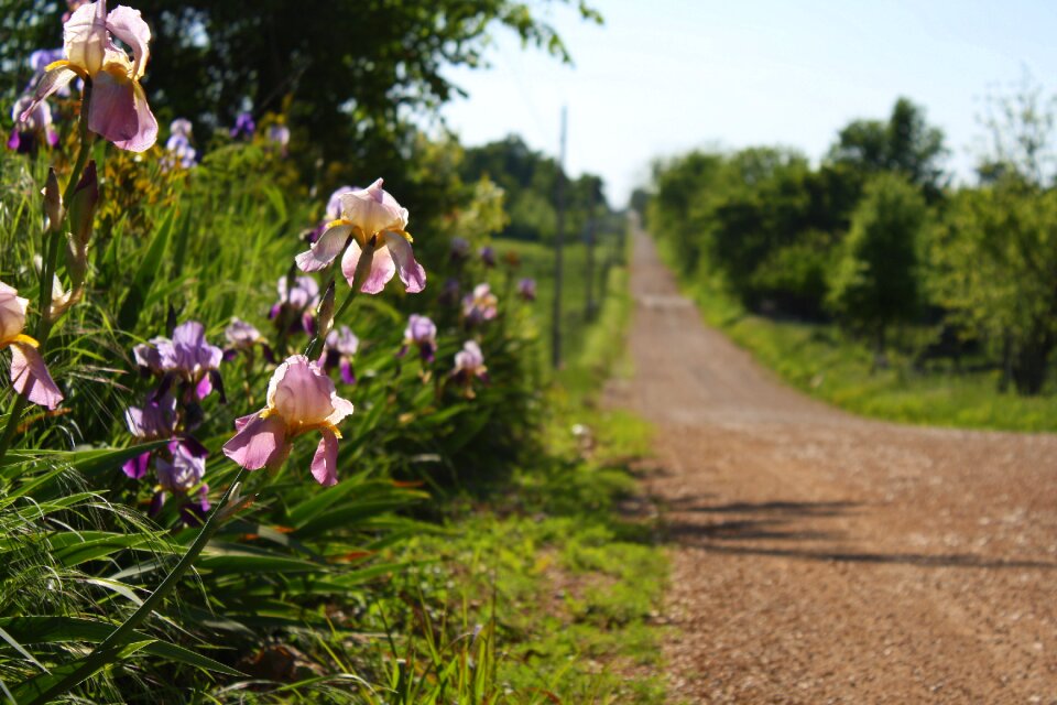 Floral country road
