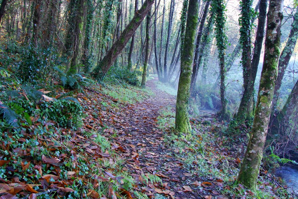 Hiking path trees photo