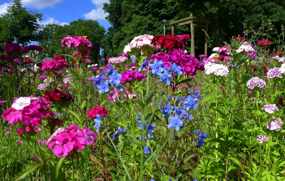 Blue violet flowers