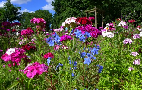 Blue violet flowers photo