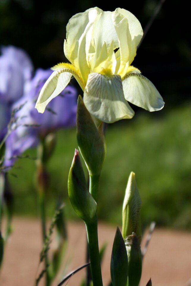 Floral flower