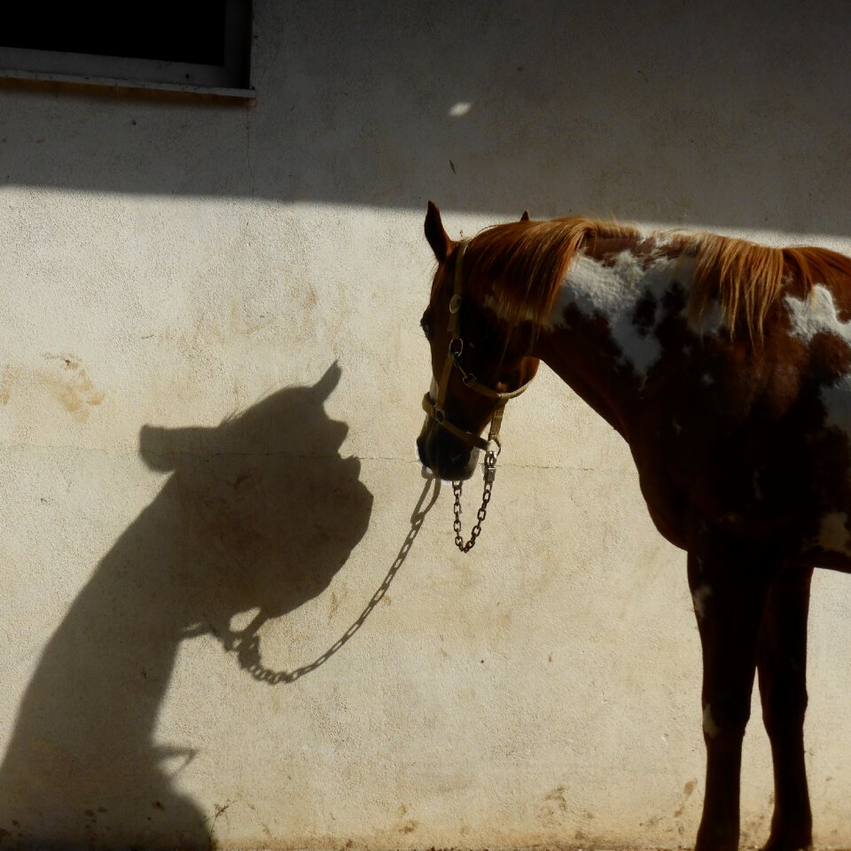 Horse shadow entertainment