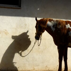 Horse shadow entertainment