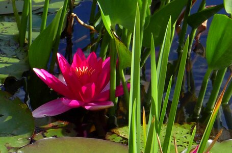Pond aquatic plant leaves