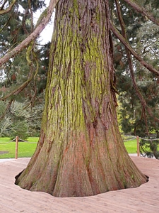 Sequoia sequoioideae cypress under glass photo
