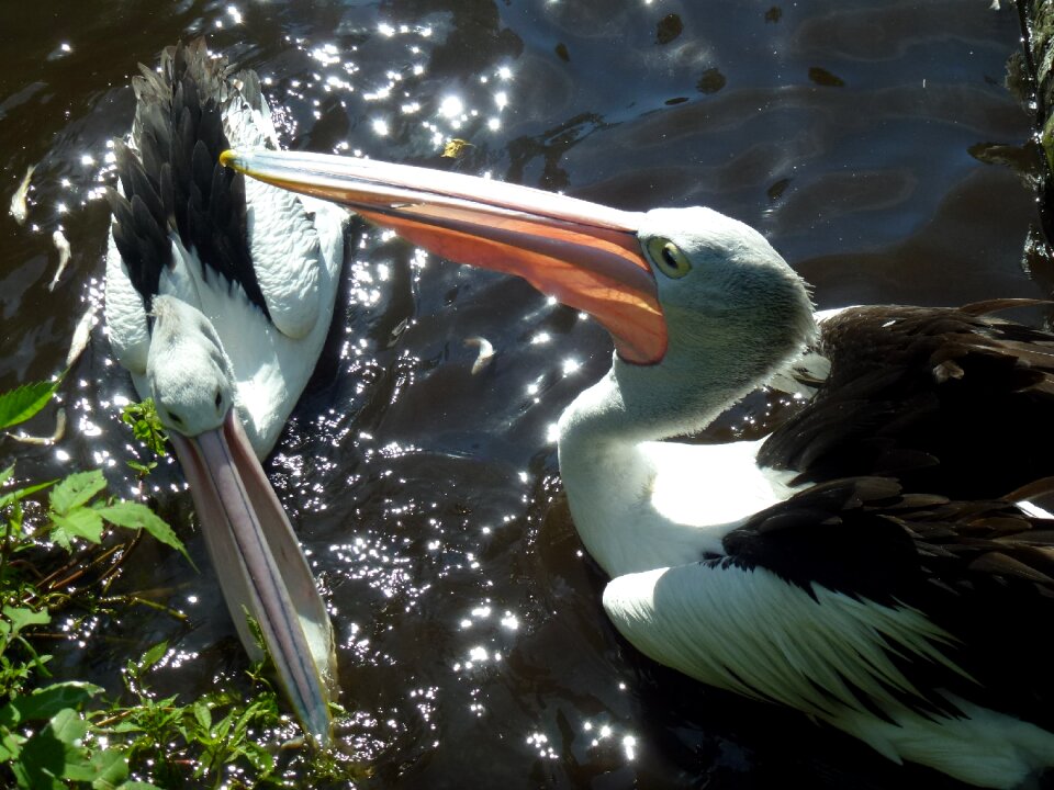 Pelicans water bird birds
