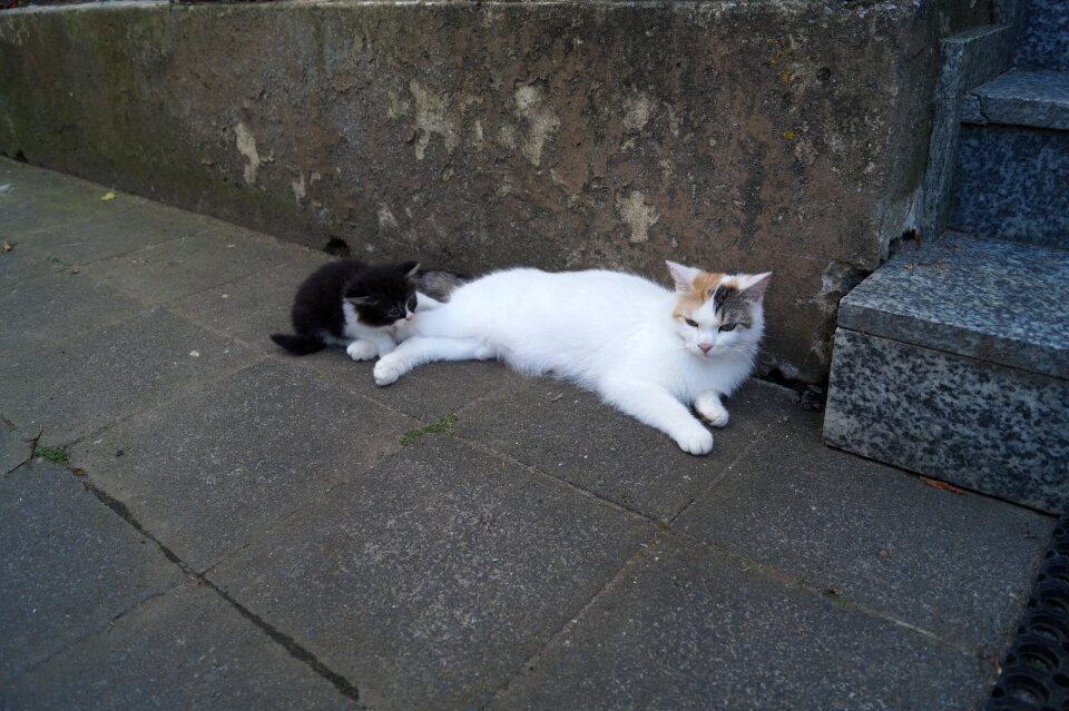 Mother kitten young cat
