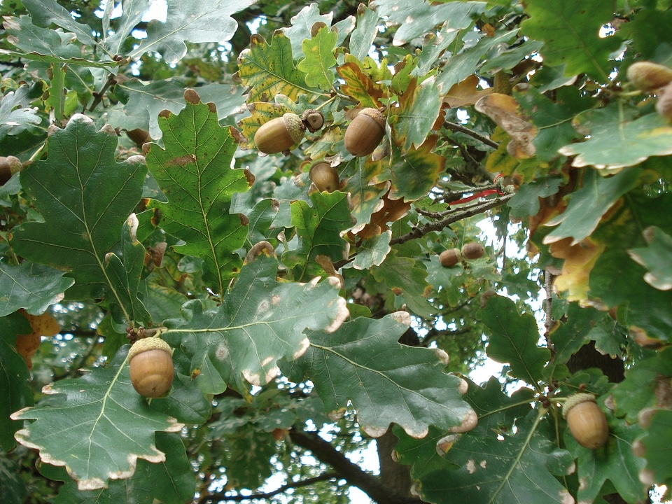 Oak leaves acorns leaves