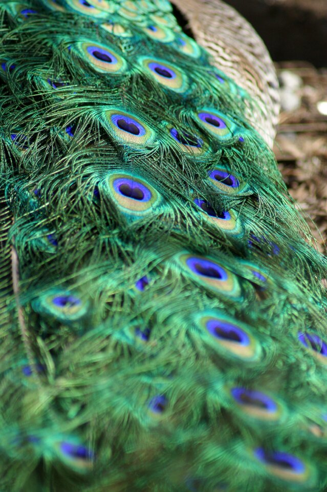 Bird elegance feathers